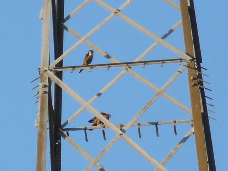 identificazione rapace